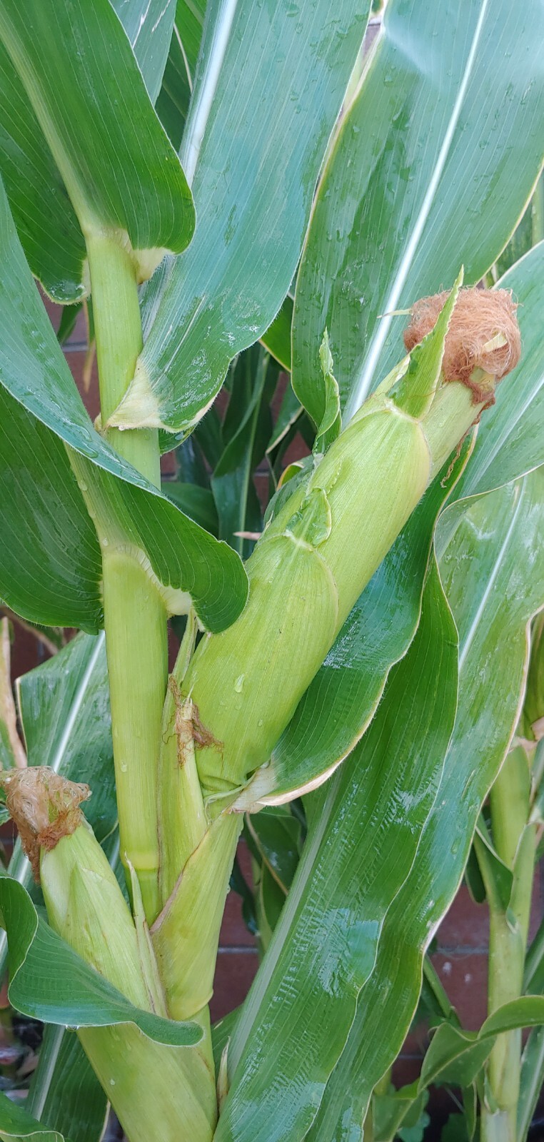 22 Purple & White Sticky Waxy Corn Glutinous Organic Corn Seeds NON GMO