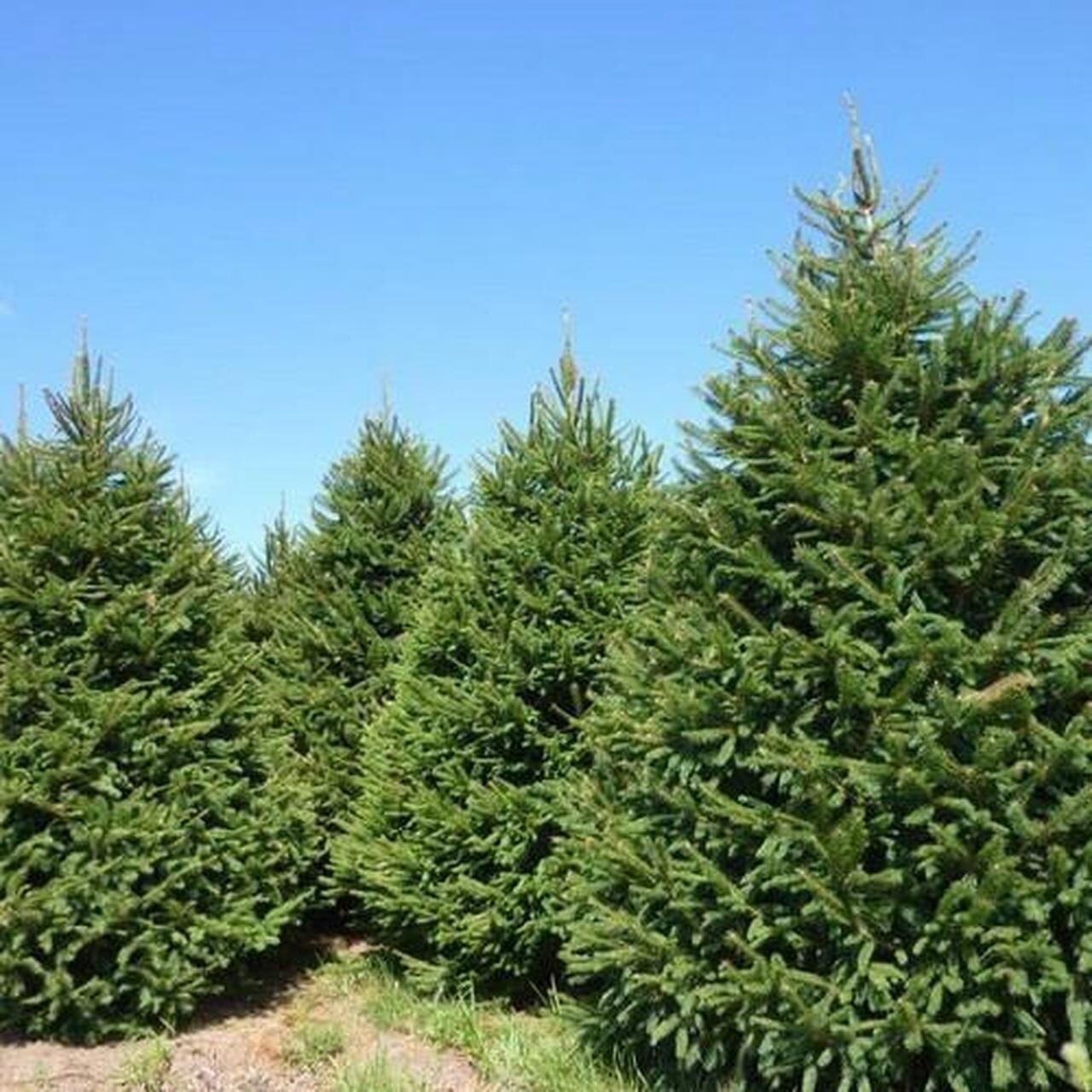Norway Spruce(Picea abies) seedling 10 to 15 inches