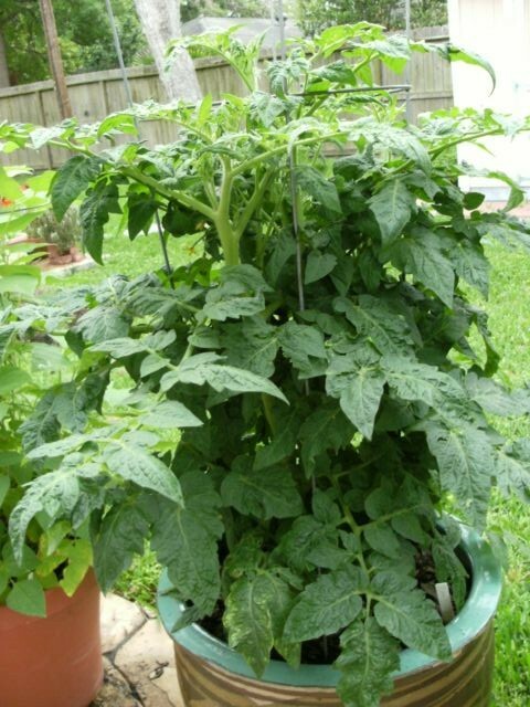 26+Patio BUSH TOMATO Seeds Organic Compact 36″ Plant Vegetable Garden Container