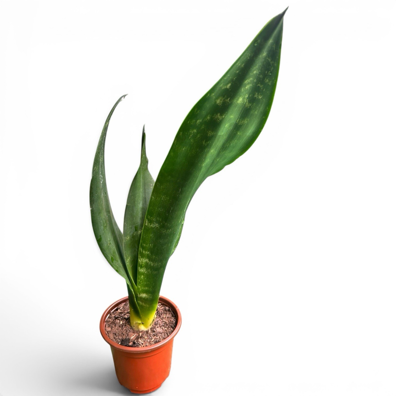 EXACT Sansevieria Black Dragon 12” Tall rooted healthy live snake plant