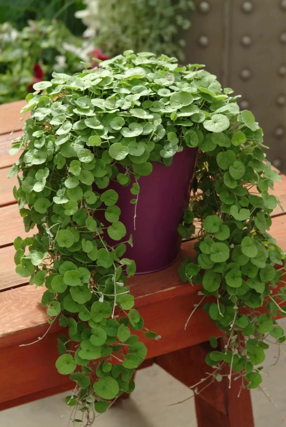 Dichondra Repens Seeds – 3000+ Creeping Ground Cover Lawn Alternative Seeds USA