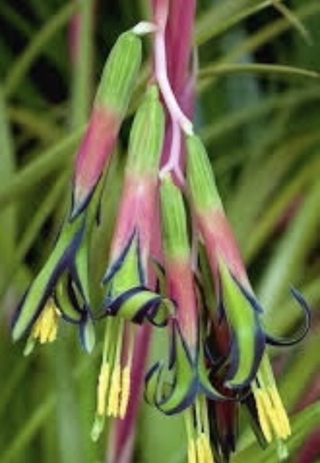 Billbergia Nutans- QueensTears- Bromeliads Friendship Plant Three Rooted Plants