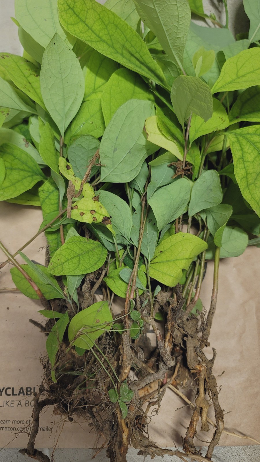 10 Organic Sassafras Tree Bare Root Ready To Plant & Thrive , Birds Bench Shop