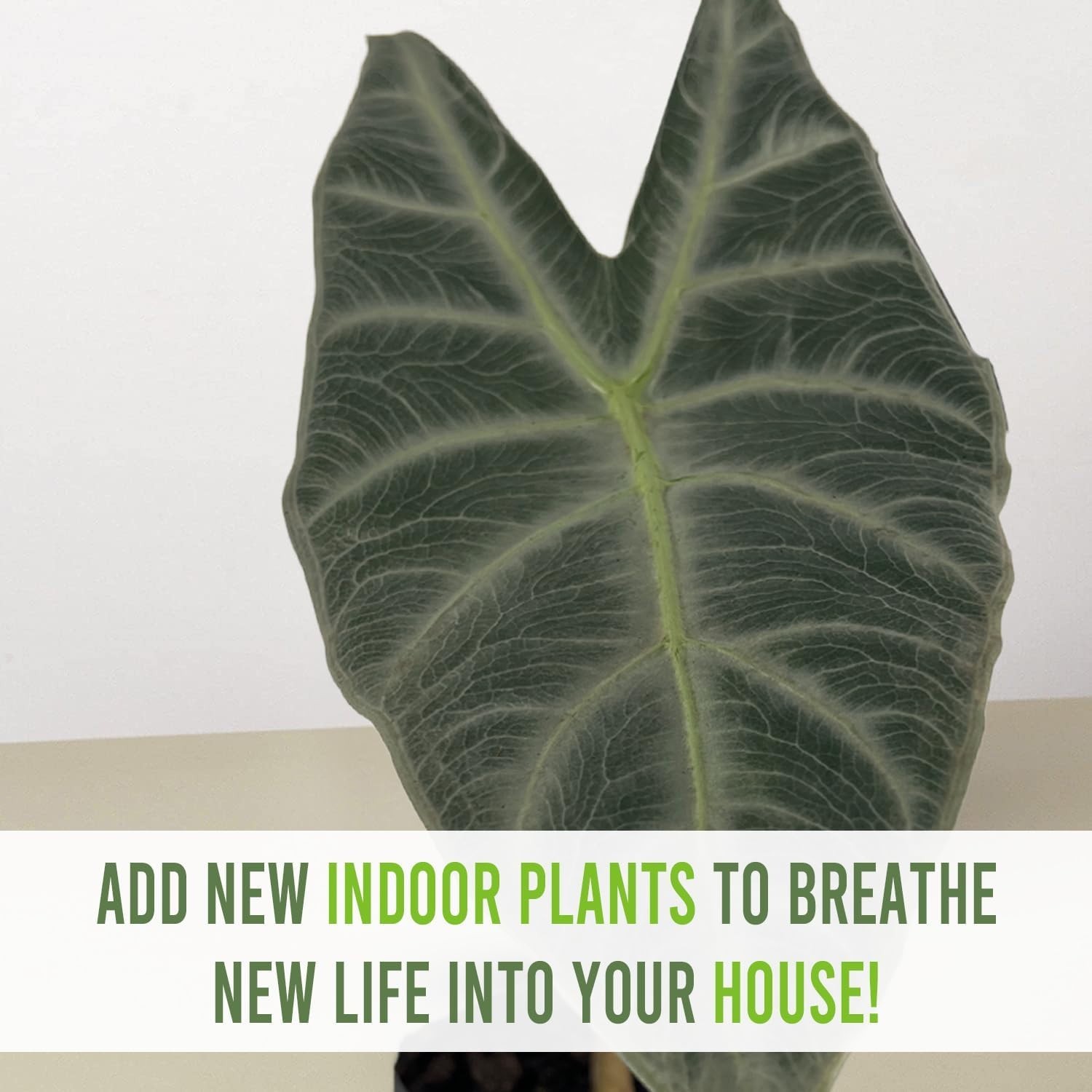 Alocasia Longiloba Silver (2pack) by LEAL PLANTS ECUADOR|African Mask Live Plant