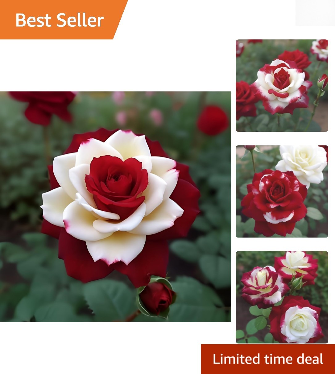 Breathtaking 20pcs Rare Rose Seeds – Create Stunning Floral Displays – Easy Grow