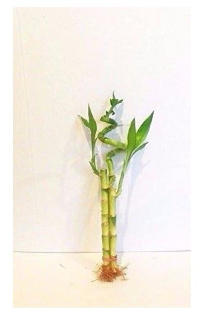 Lucky Bamboo Plant Live 3 Stalks 6 In Straight/8 In Straight/10 In Spiral Indoor