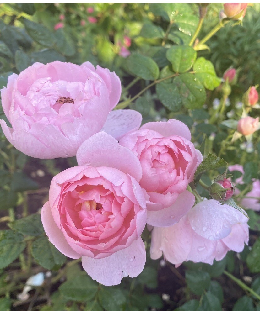 (Ausland) David Austin Shrub Rose Scepter’d Isle Live Rooted Rose Plant 5″