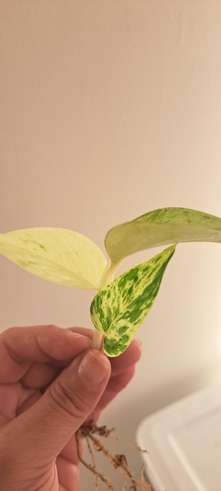 Snow Queen Pothos Rooted Cutting Plant High Variegation Marble Queen Houseplant