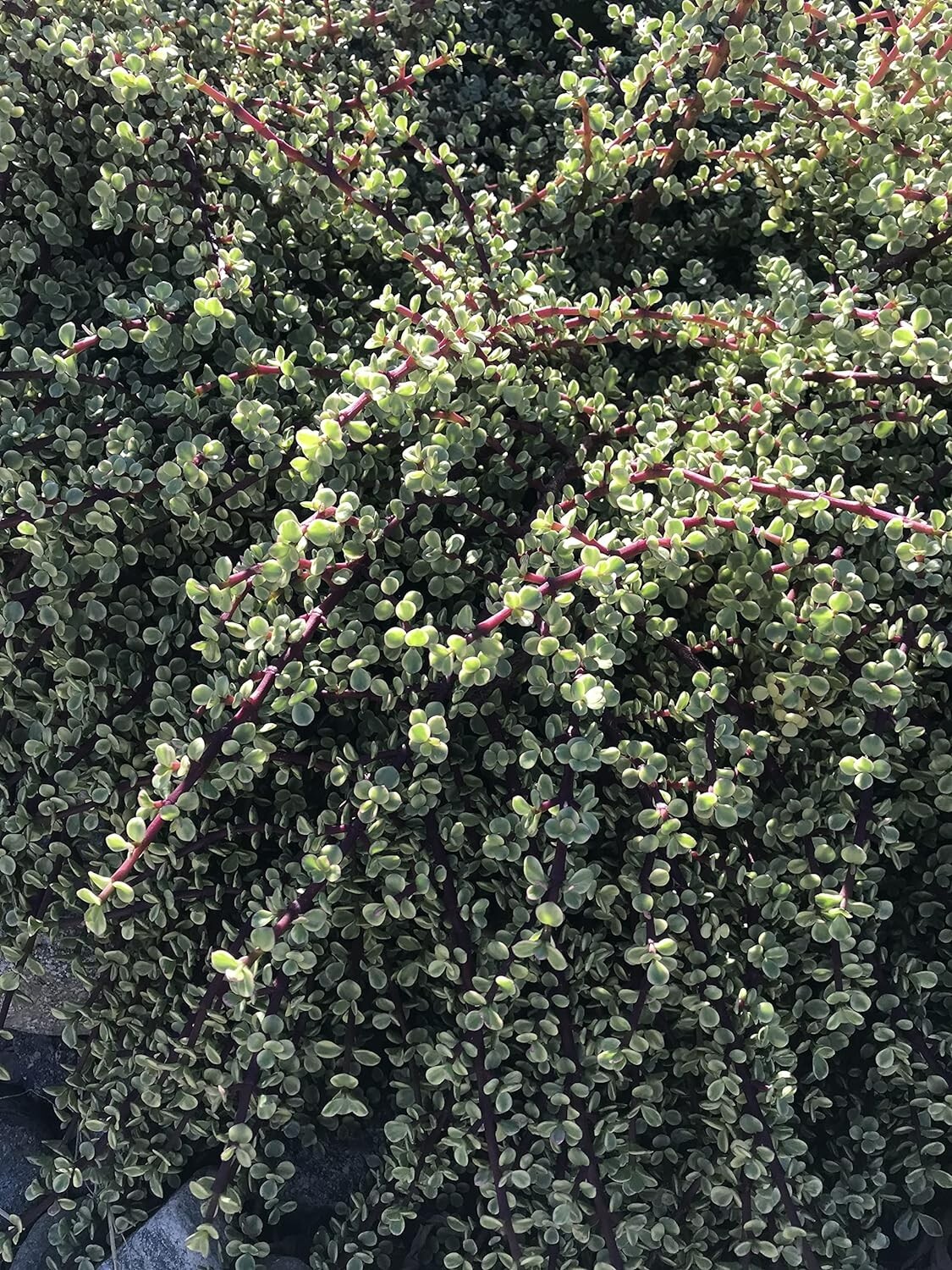 20 cuttings Rainbow Elephant Bush Portulacaria afra Succulent Cactus Live Plants