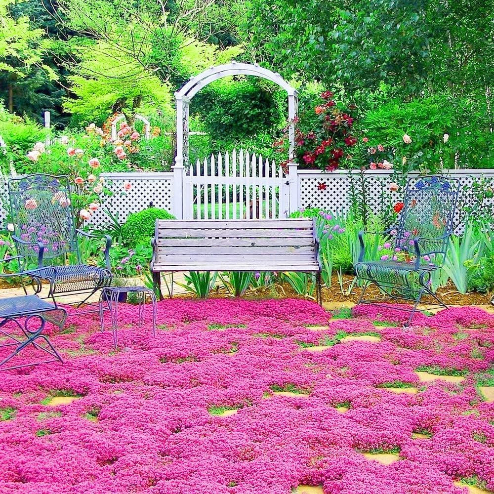20000+ Red Creeping Thyme Seeds Ground Cover Plant Seeds Perennial- Non-Gmo Heir