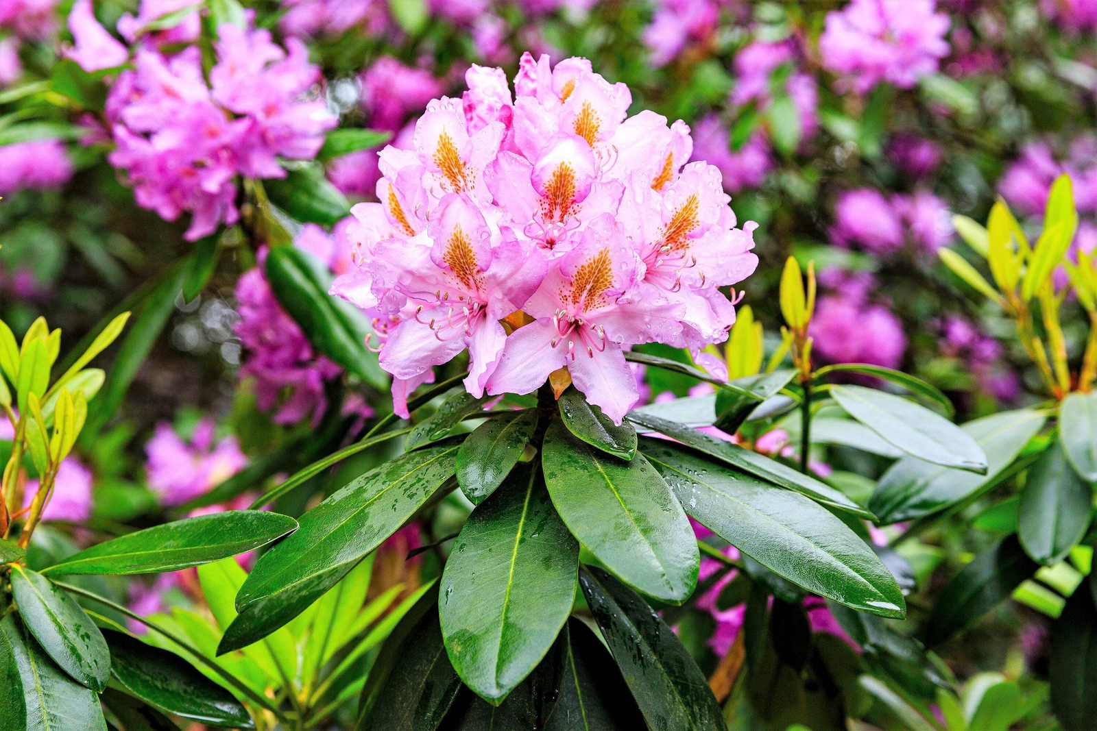 50 MIXED HYBRIDS RHODODENDRON spp Mixed Colors Flower Sun Shade Bush Shrub Seeds