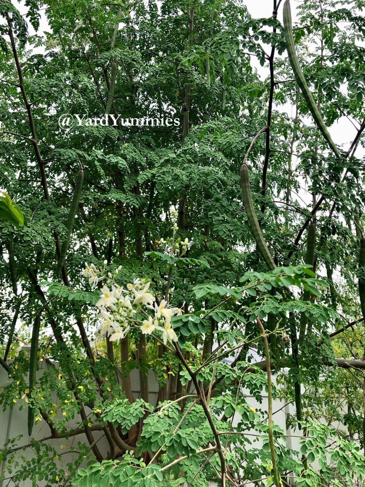10 Moringa Tree SEEDS Moringa Oleifera Miracle Drumstick Tree Seeds 2 Plant USA