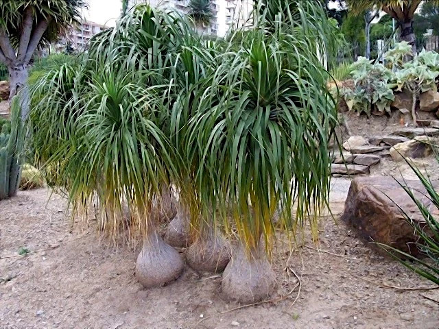Ponytail Palm Tree Seeds (Beaucarnea recurvata) Elephant Foot Indoor House Plant