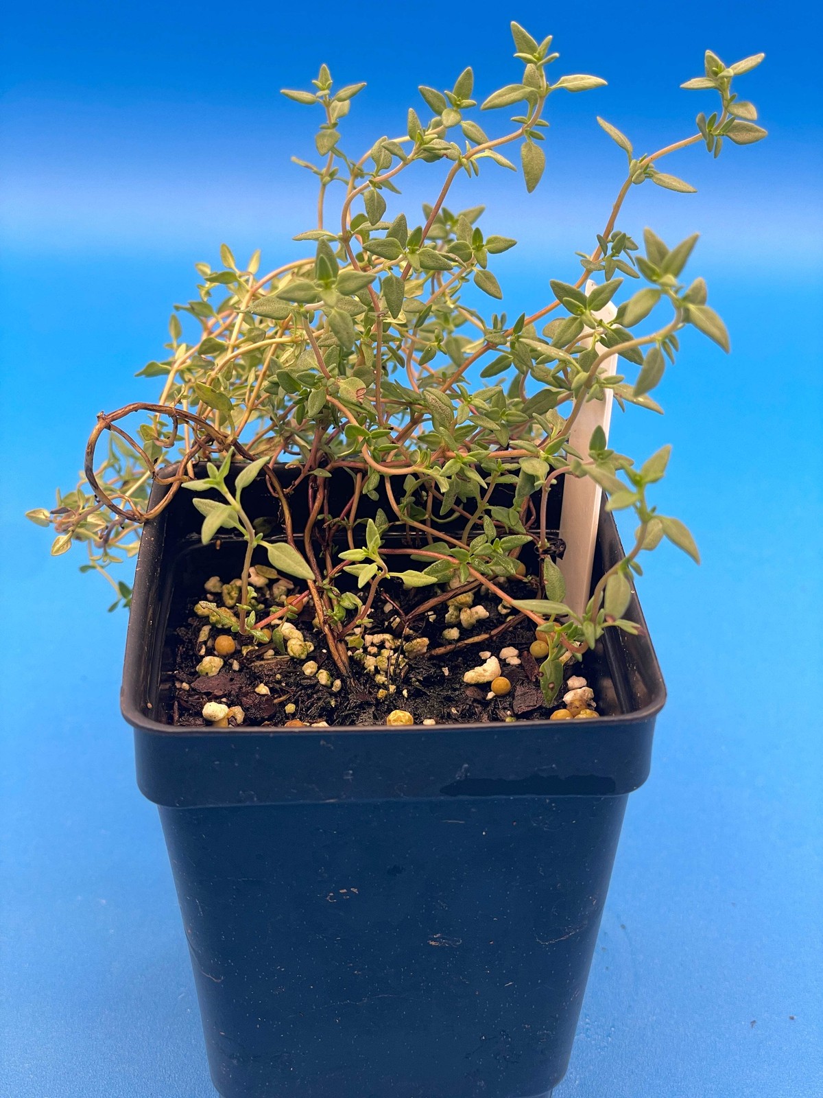 English Thyme Starter Plant – Thymus vulgaris