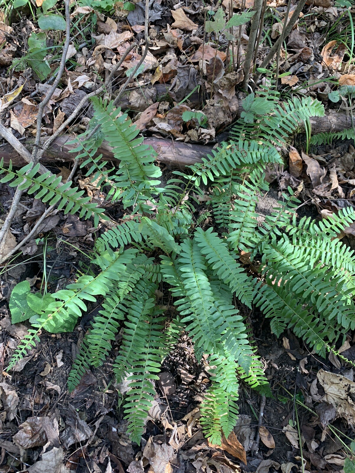 Huge Lush Christmas Fern! Live Ready To Plant!Year Round Green! SpringFiddlehds