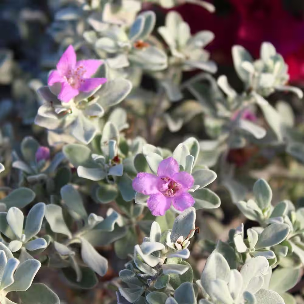 Silverado Sage (Leucophyllum), Drought Tolerant Flowering Shrub Plant, 1 Gal. Gr
