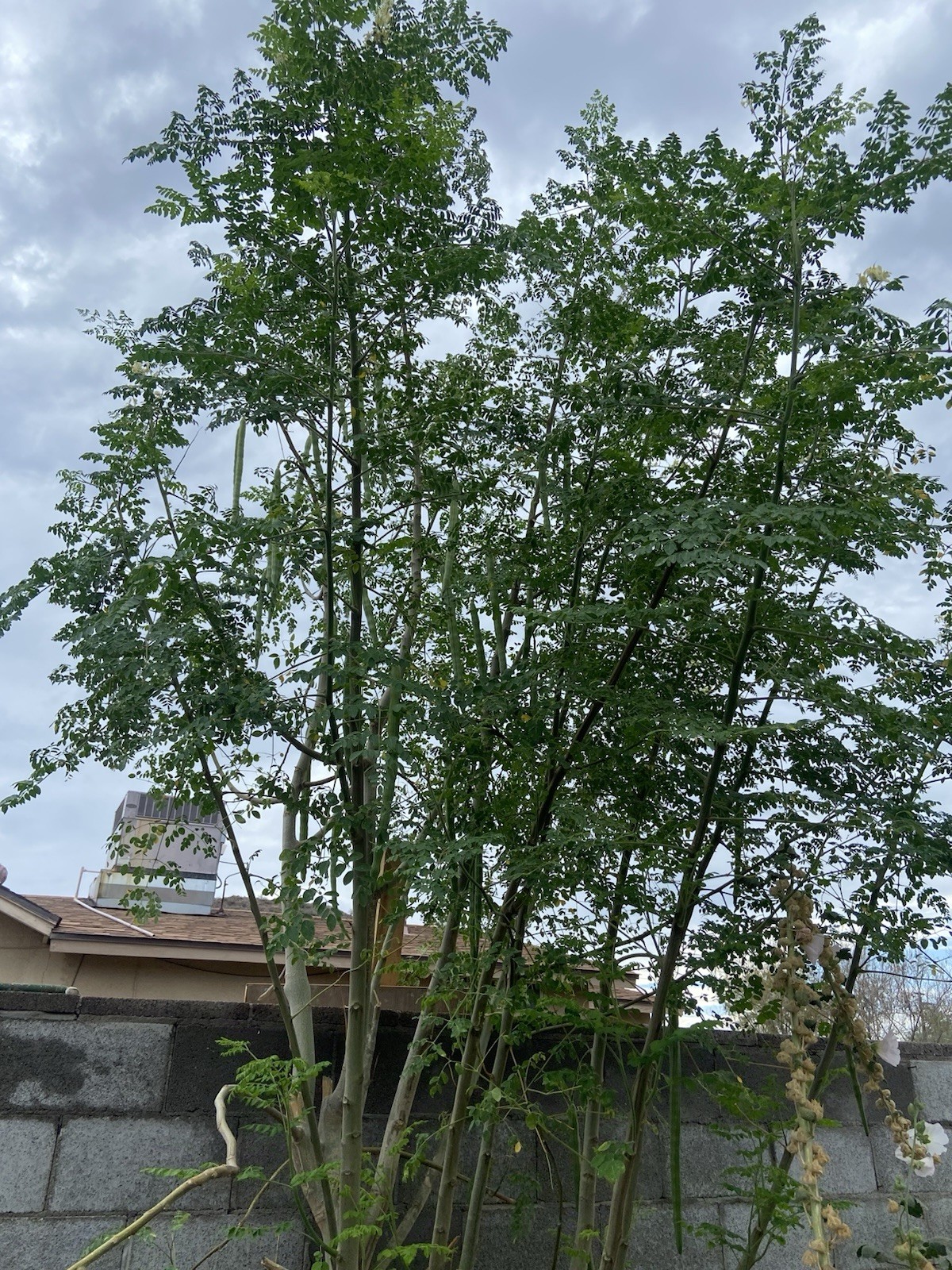 Moringa Oleifera Tree 5-10”. Live Plant 100% Organically Grown