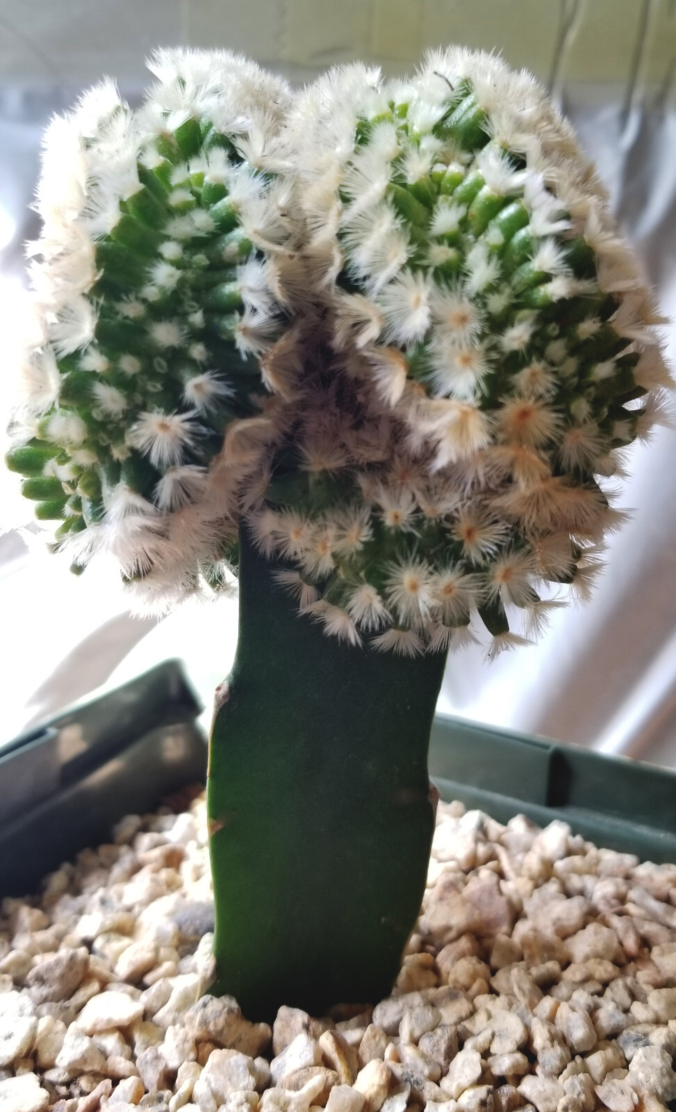Robust, Gorgeous Mammillaria Carmanae Crest – a Must Have in any Collection