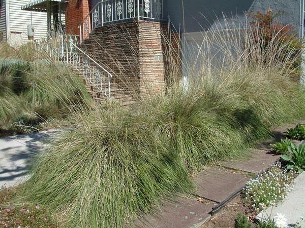 Muhlenbergia ringens | Ring Muhly | 1500 Seeds