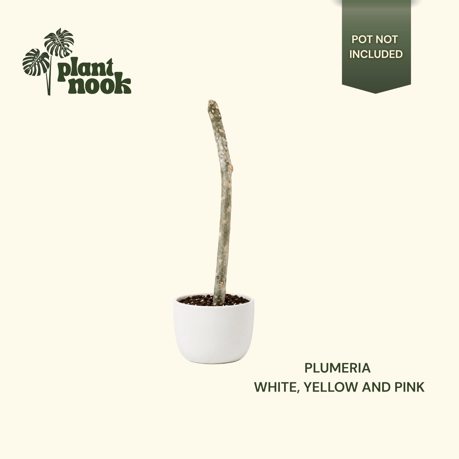 PLANT NOOK Plumeria Live Cutting 3-Pack | White Yellow and Pink Plumeria