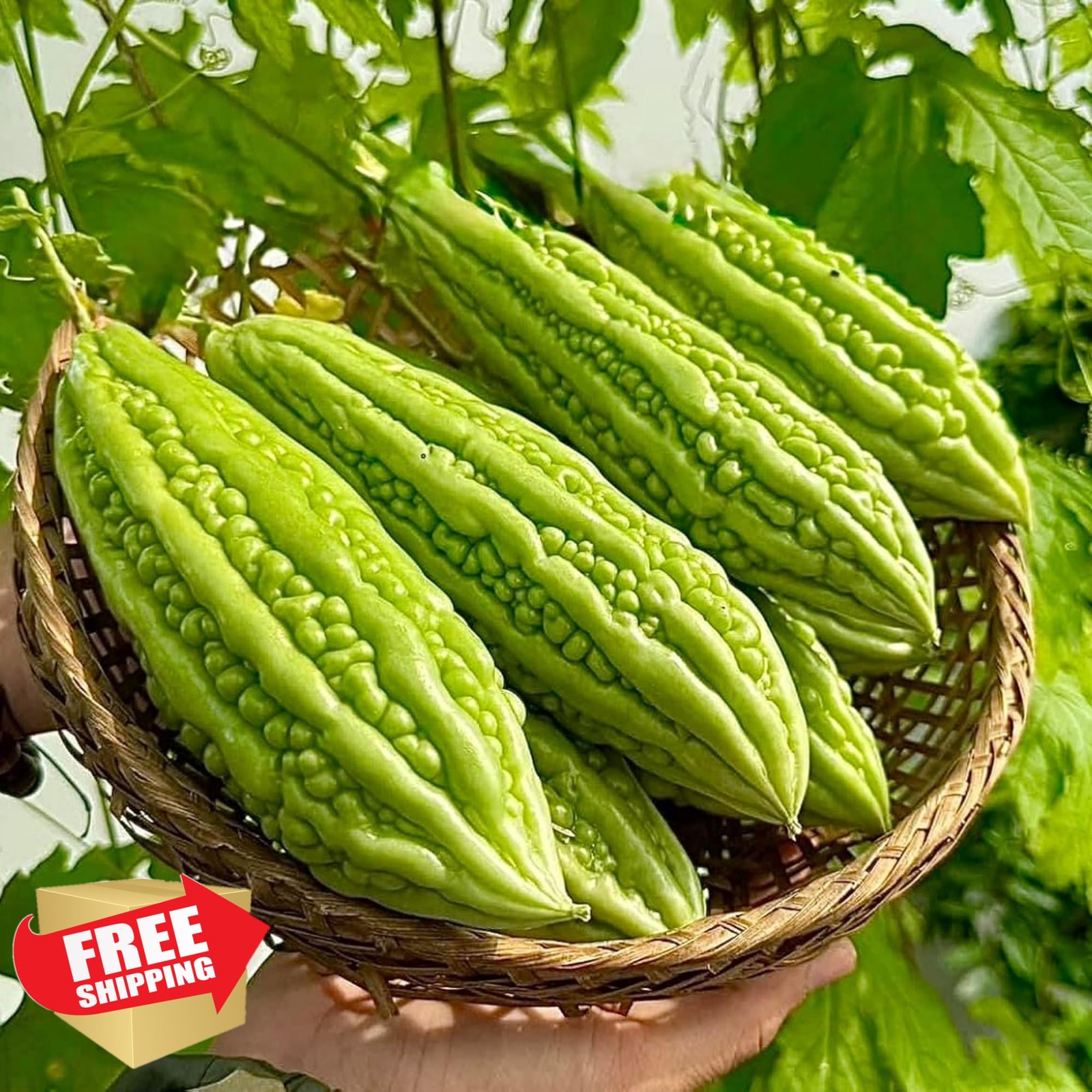 Wivolibe Long Bitter Gourd Seeds 35+ Heirloom