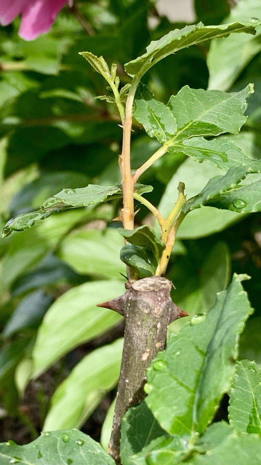 Chinese Pepper tree “Zanthoxylum” 2-3 Years Old With Roots New Leaves 15”-20”H