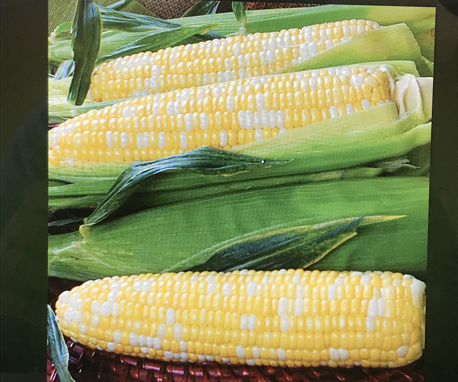 700 Seeds, 8oz. G90 Hybrid Sweet Corn Seed Bicolor Treated 95% Germ.