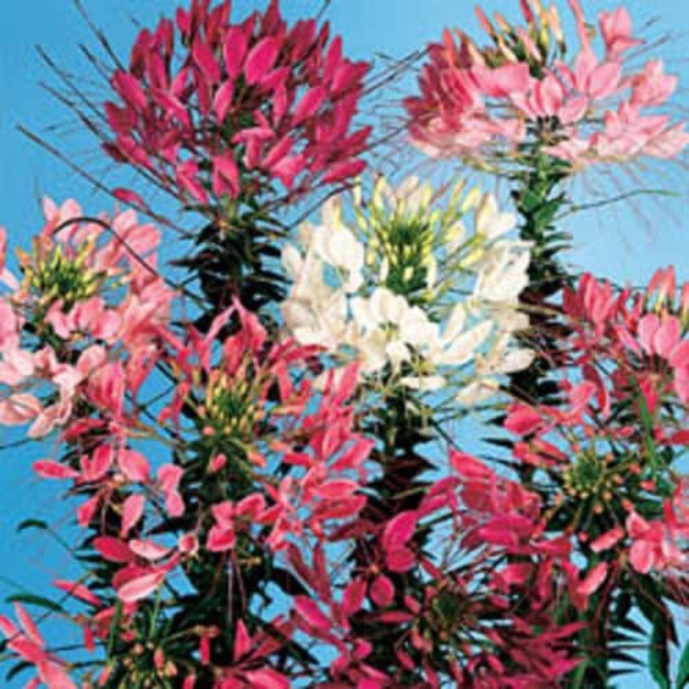 250 MIXED Colors QUEEN CLEOME Hassleriana Spinosa Spider Flower Seeds