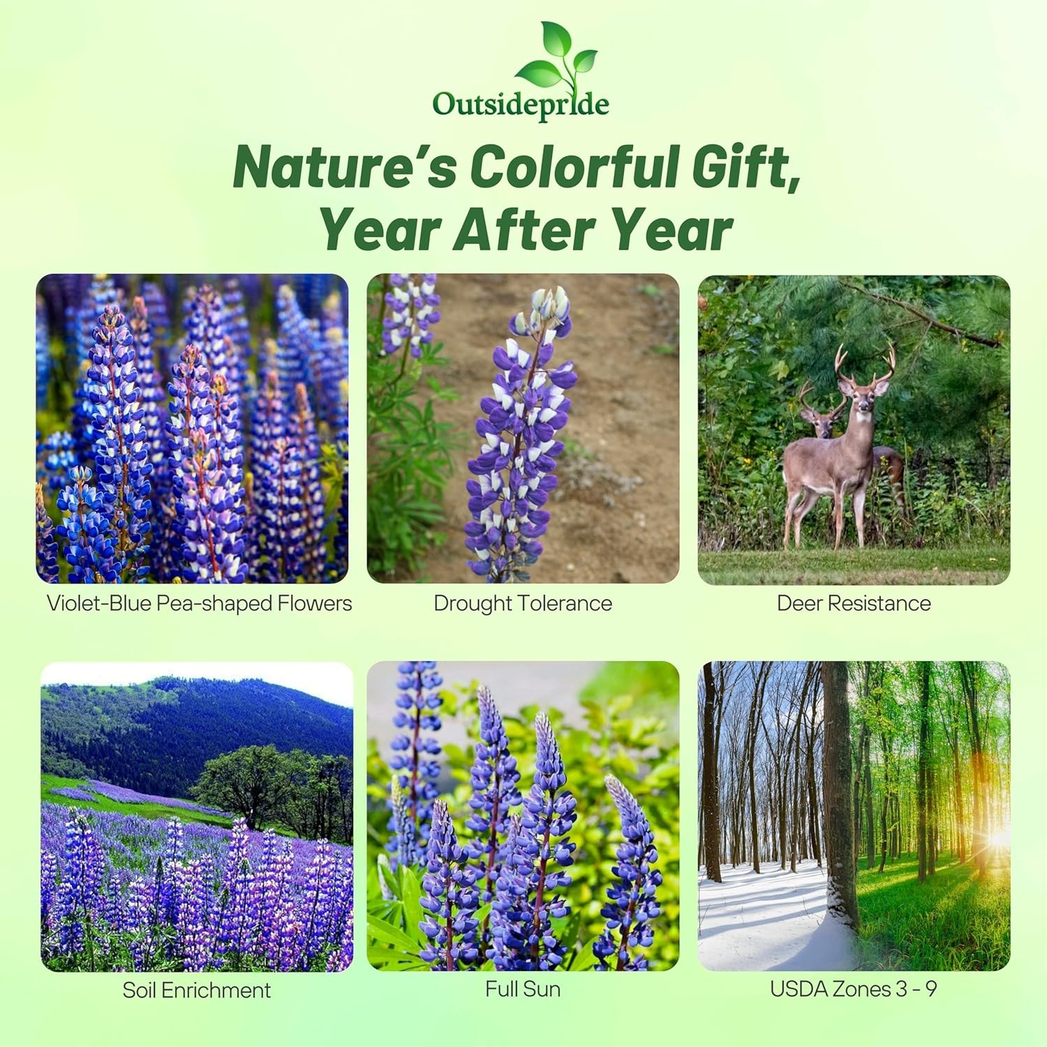 500 Seeds Blue Perennial Lupine Seeds For Planting | Lupinus Perennis Wild