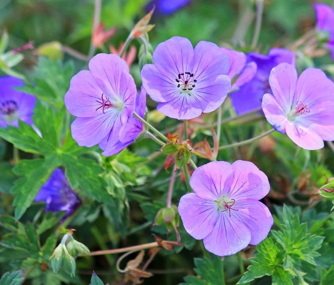 Geranium Cranesbill Bare Root Wildflower 10 M-XL Size Mature Roots