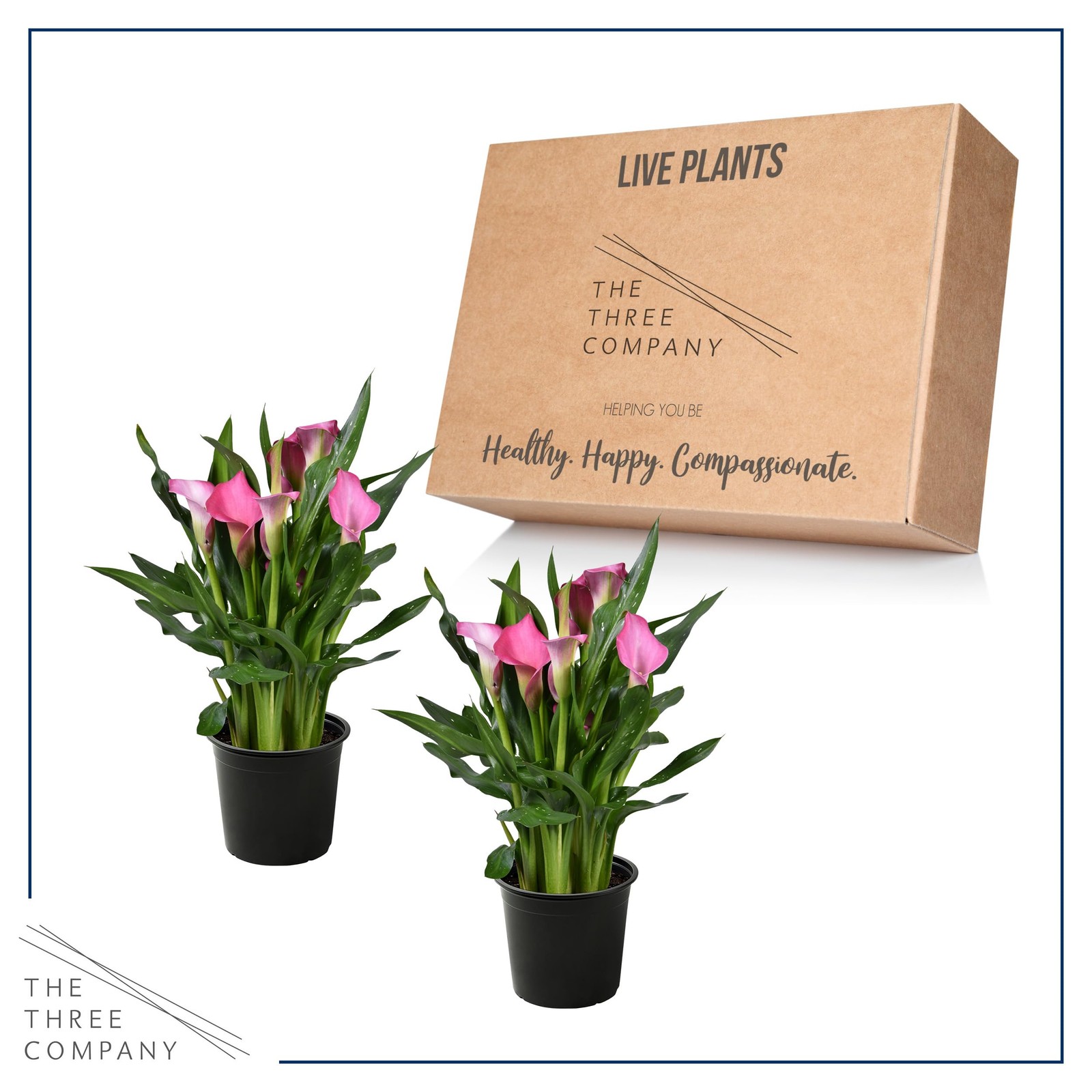 The Three Company Live Flowering Calla Lily 2 Plants Per – 3 – – 12 Tall