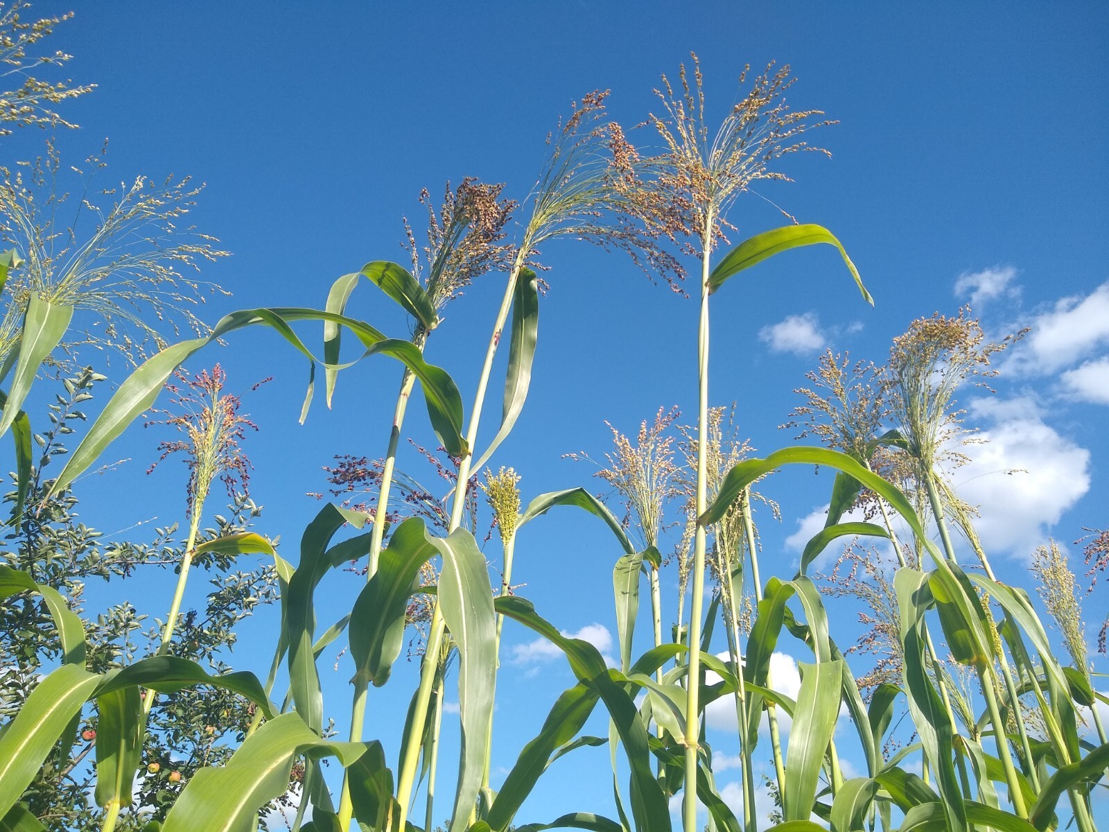 Broom Corn Seed ~ (Sorghum bicolor) ~ Heirloom ~ Multicolor ~