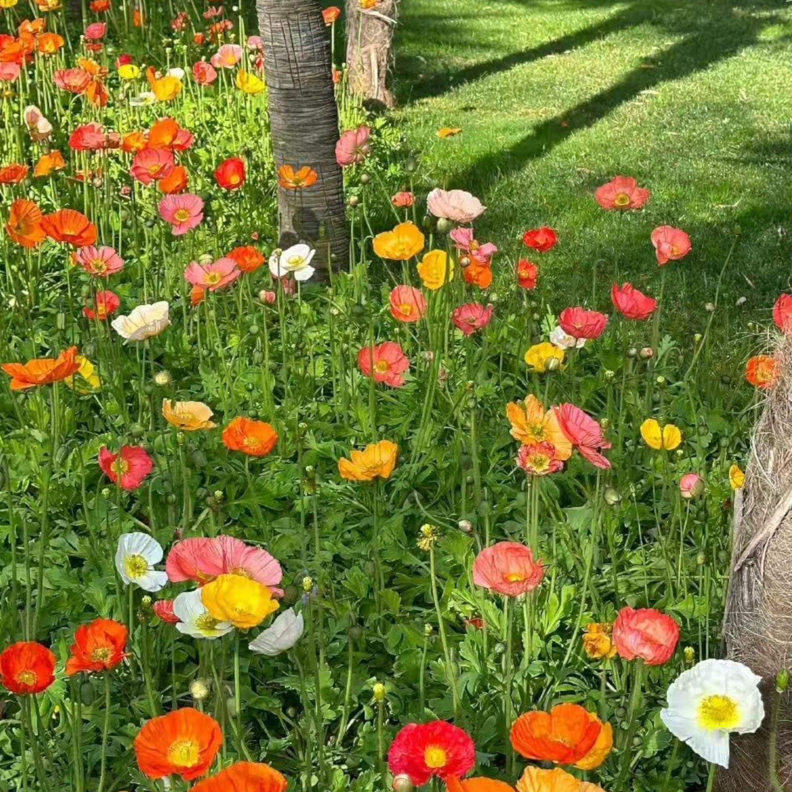 1000 Iceland Poppy Seeds – Papaver nudicaule Mixed Colors Flower for Zones 2–8