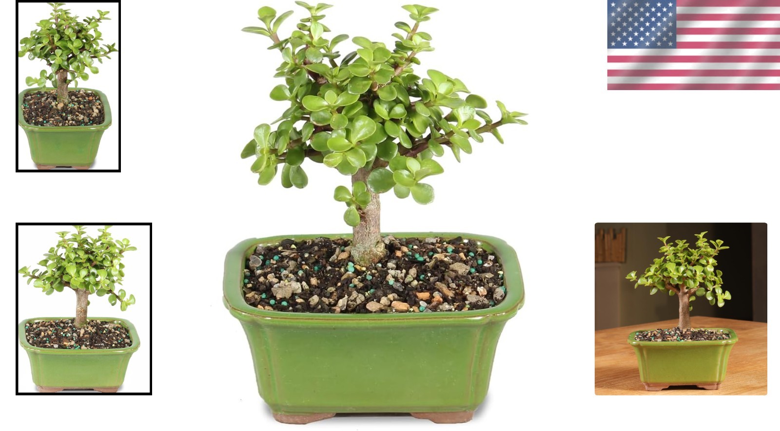 Live Dwarf Jade Bonsai Tree in a Ceramic Bonsai Pot, Indoor Succulent Housepl…