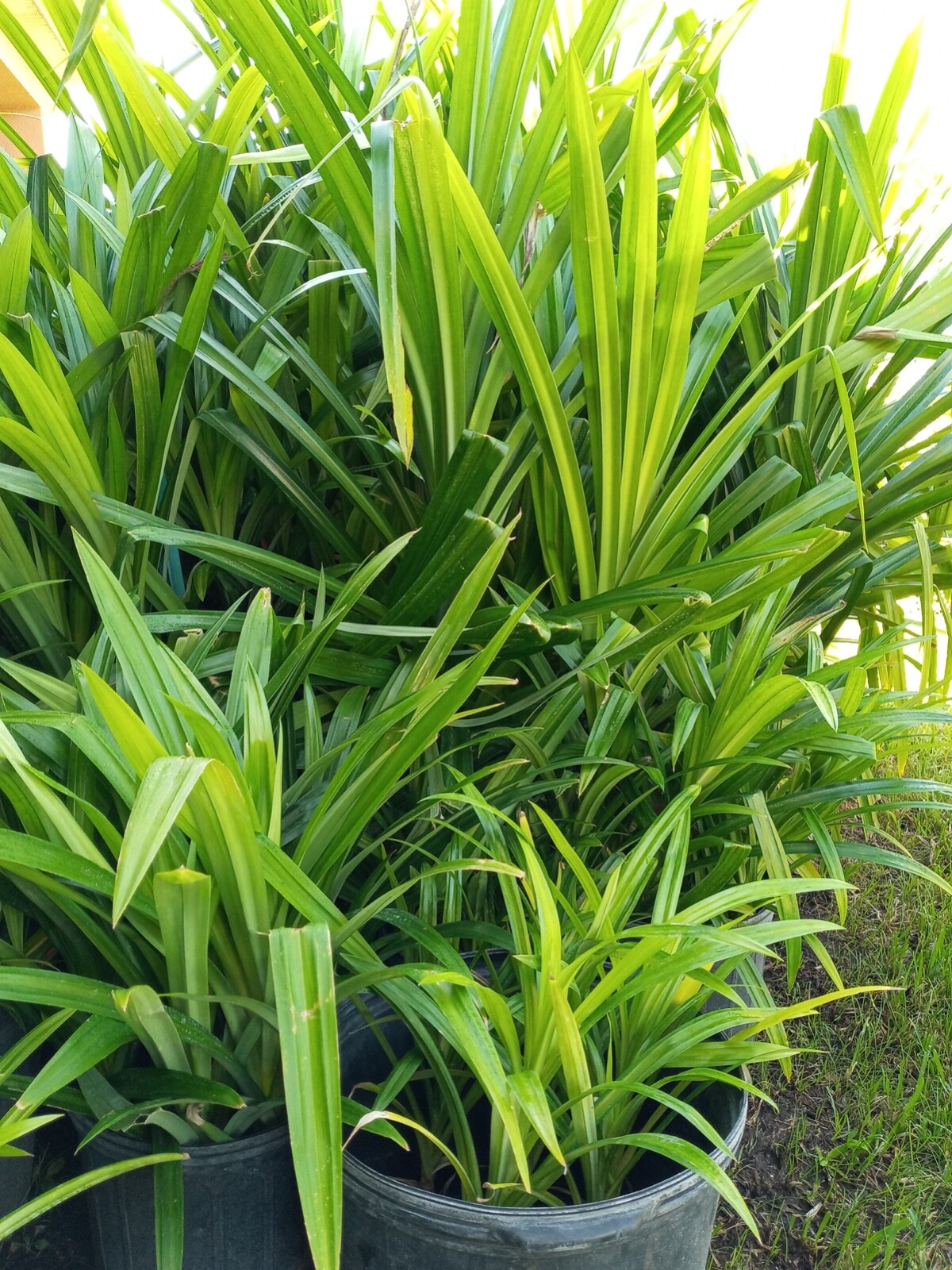8″ – 13″ Pandan Live Plant (Edible Spice ) Pandanus amaryllifolius, Cây Lá Dứa