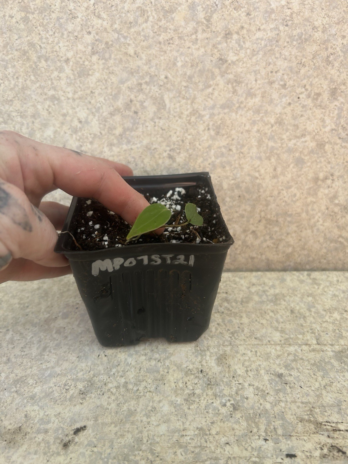 Anthurium ObakePotted Seedling Green Broadleaf Indoor Medium Sun Flowering