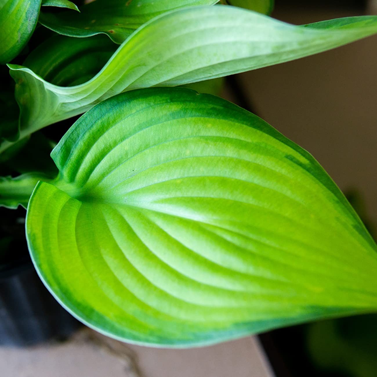 Live Guacamole Hosta Shrub 1 Gallon | Outdoor Perennial Plant | Bright Green Fol