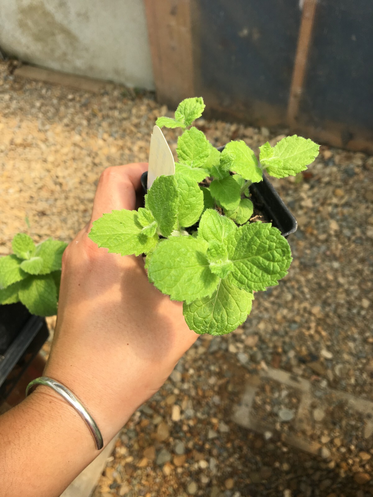 Mentha nilaca/Egyptian Mint 2 1/2″ pots