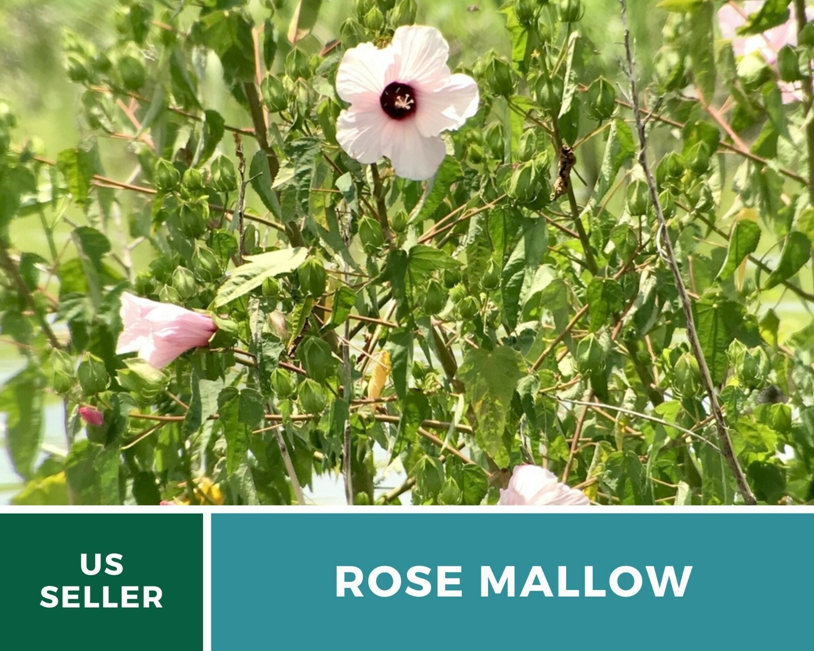 Mallow, Rose – Halberd-leaved Heirloom Seeds – Hardy hibiscus (Hibiscus militari