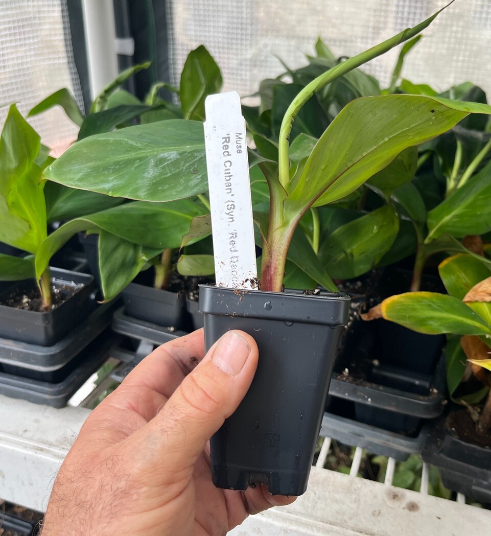 Cuban Red Banana Plant – Live Plant – AKA Red Dacca