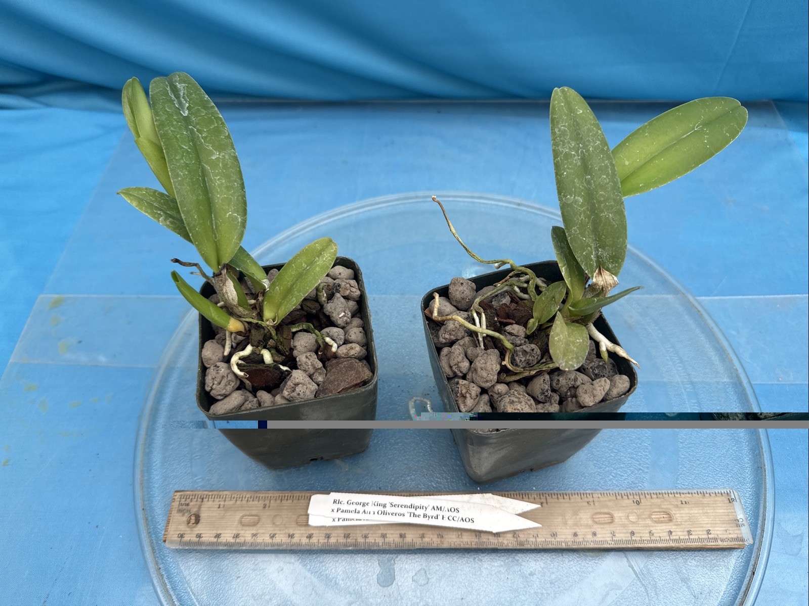 Rlc George King Serendipity X Pamela Ann Oliveros Byrd Orchid Eros Hybrid 4” Pot