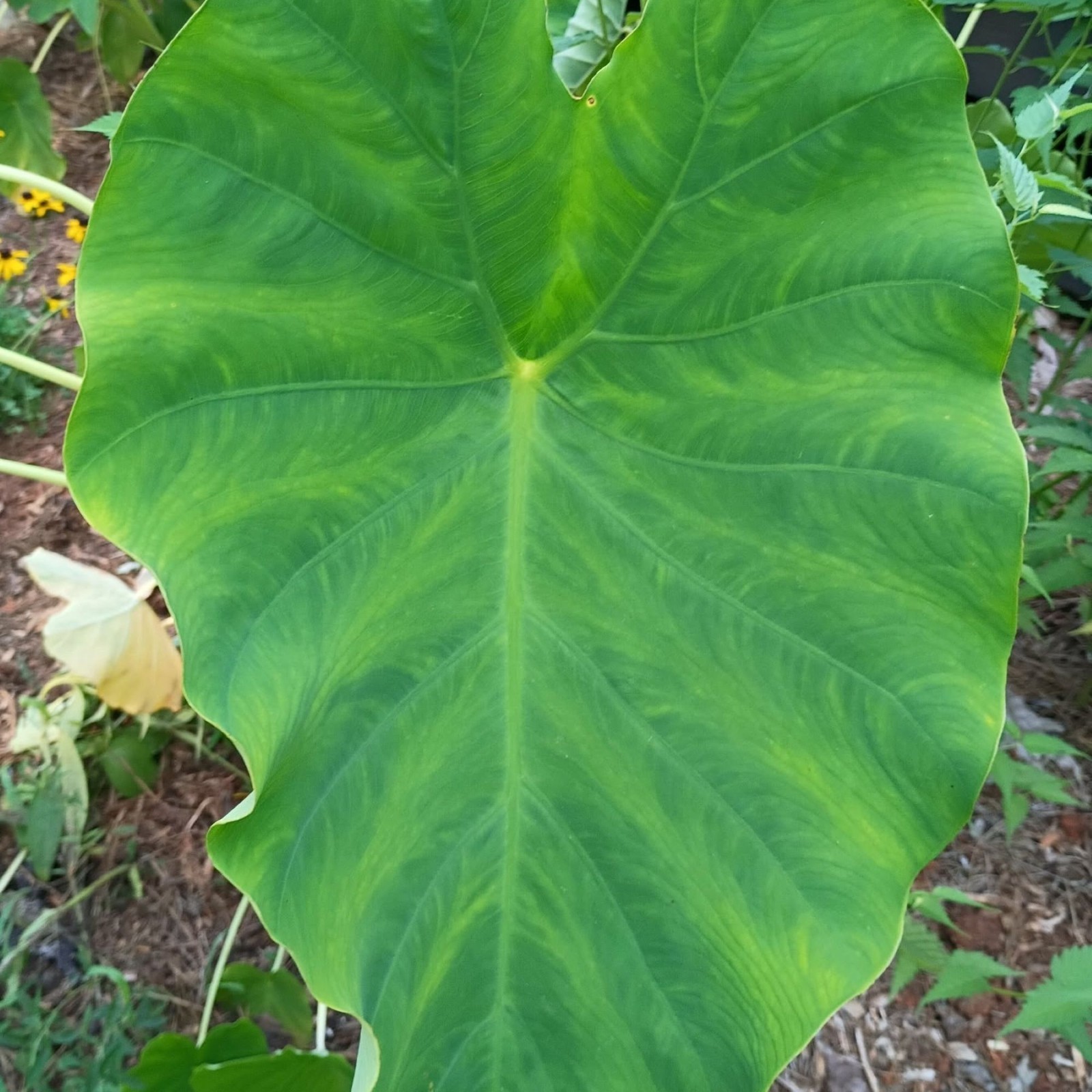 LOT OF 6 Elephant Ear Root Live Plants Tropical Colocasia Large Green Foliage