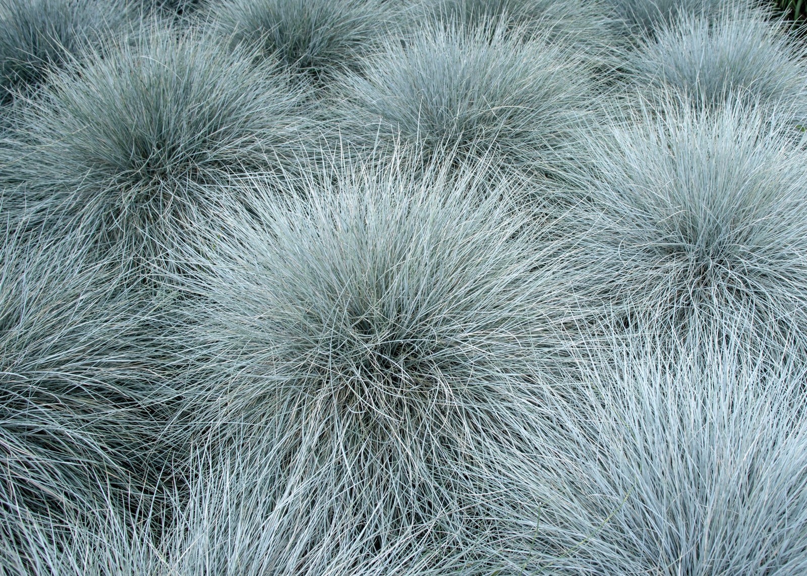 100 BLUE Sheeps FESCUE GRASS Fesnea Ovina Glauca Cinerea Seeds