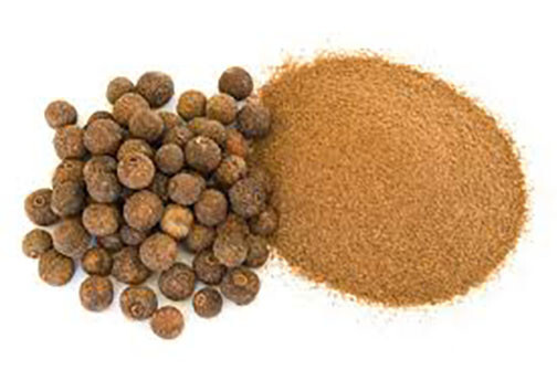 Carolina Allspice Seeds (20) / ORGANIC / FLORIDA GROWN / SEASONING