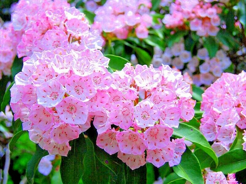 25 MOUNTAIN LAUREL SEEDS – Kalmia latifolia