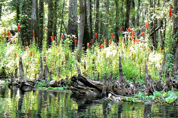 2 Cardinal Flower Lobelia cardinalis Pond/Marsh/Water plant~BARE ROOT NO FOLIAGE