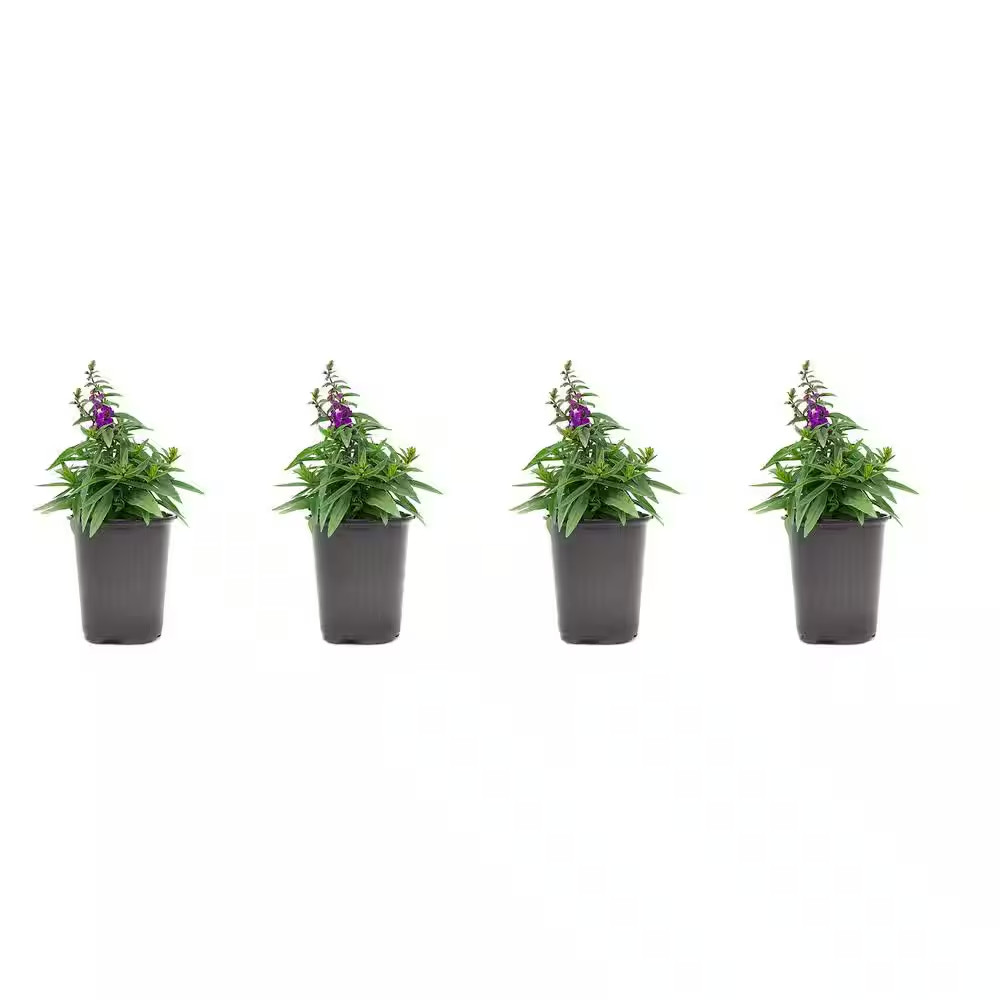 1.38-Pint Angelonia Purple Flower in 4.5 In. Grower’S Pot (4-Pack)