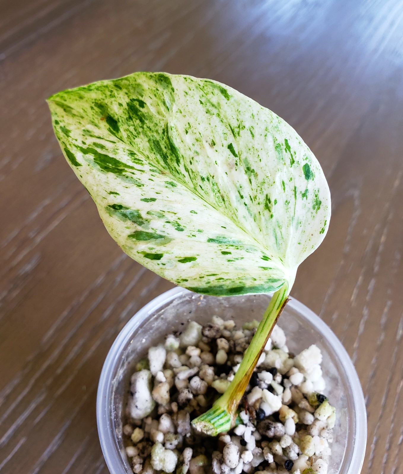 RARE Rooted GRACE Teruno Pothos Series Epipremnum Aureum Hi-Variegation