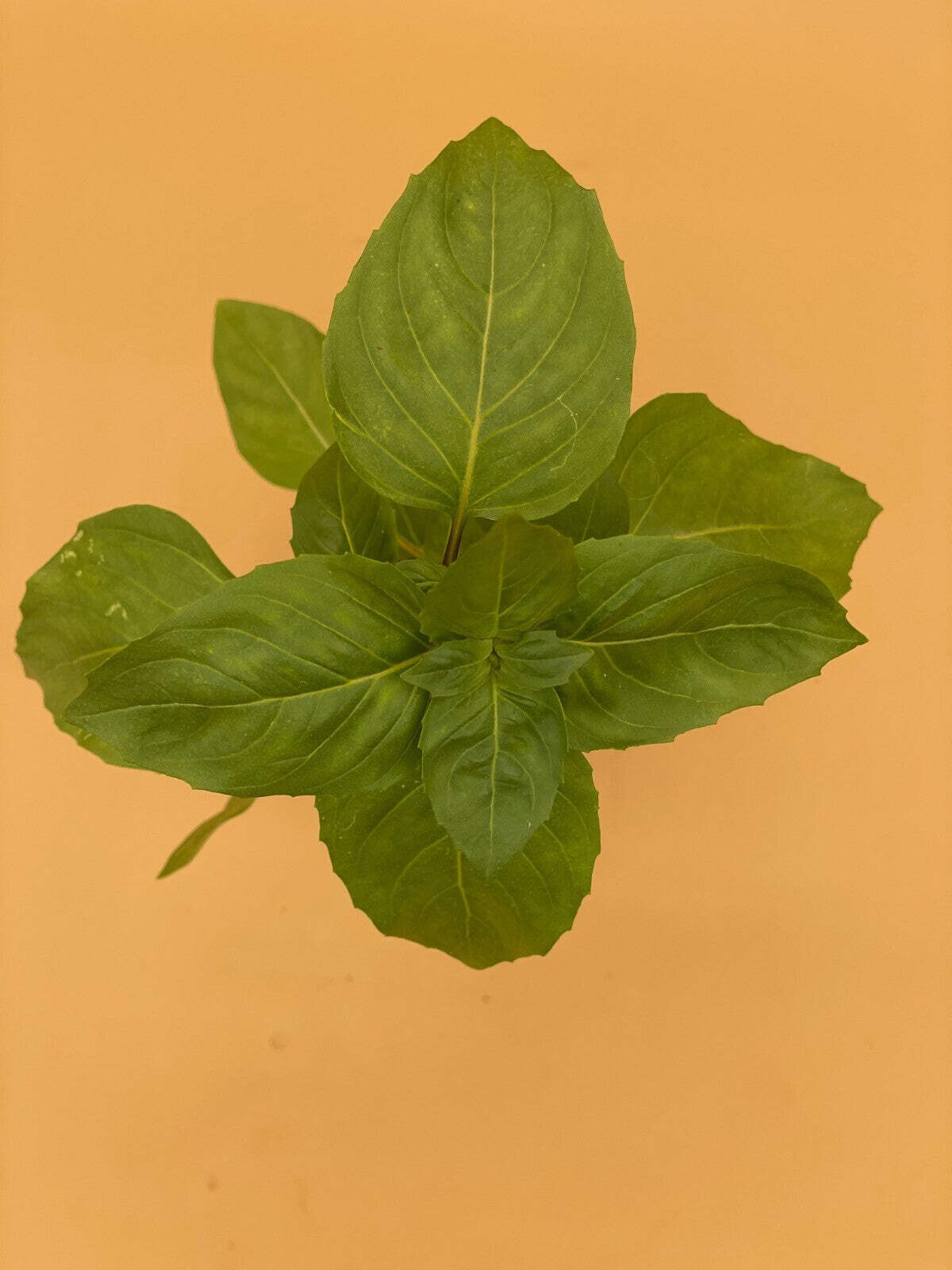 Basil, Cardinal -Live Plant 3″ Starter Pot – Ocimum basilicum ‘Cardinal’