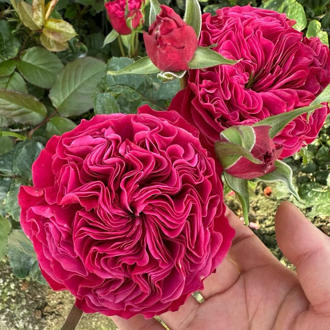 Pink N. Pretty garden rose plant flower bush shrub